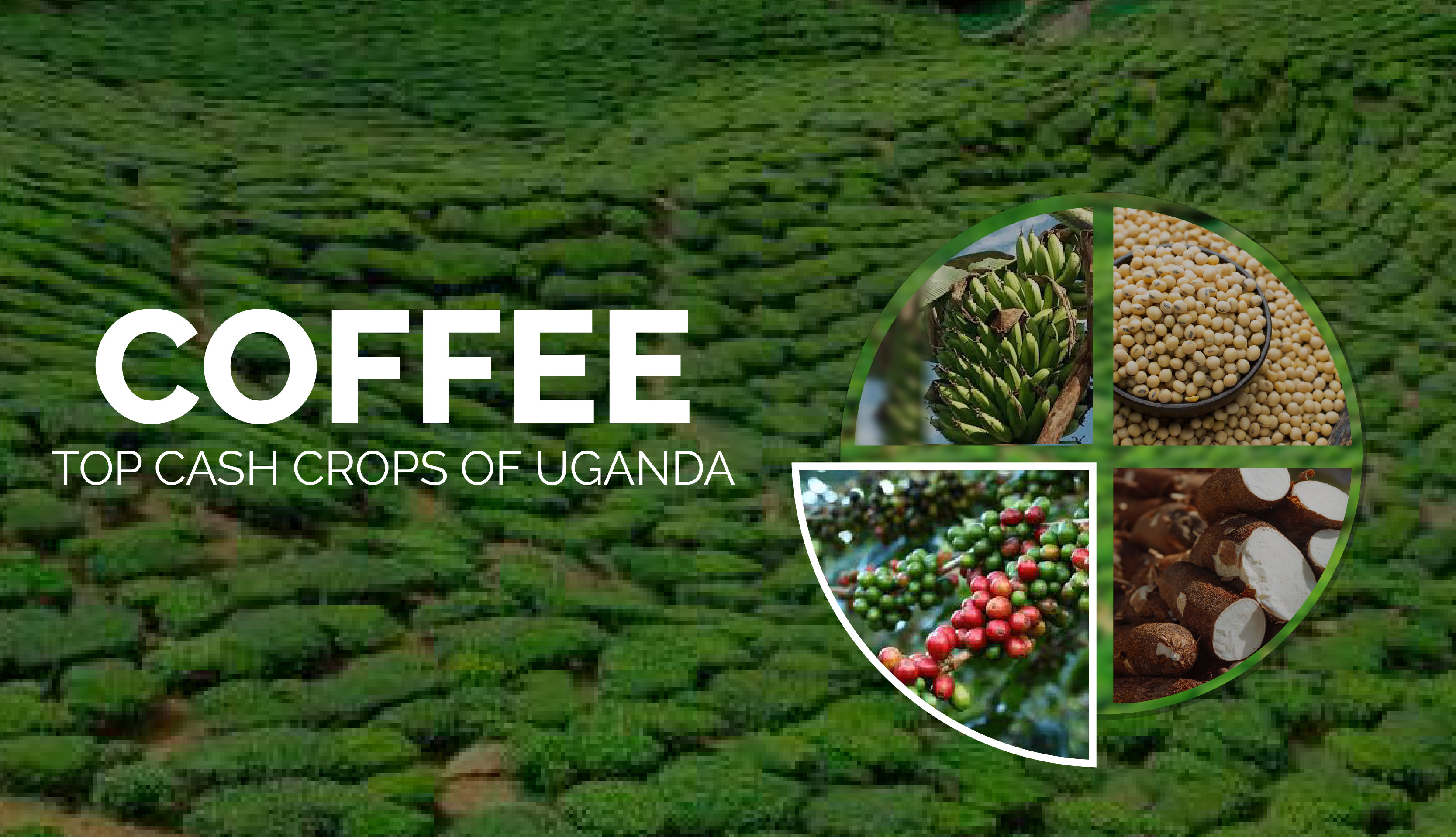 Top cash crops of Uganda (coffee)